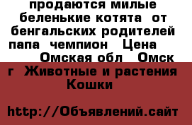 продаются милые беленькие котята  от бенгальских родителей.папа- чемпион › Цена ­ 1 000 - Омская обл., Омск г. Животные и растения » Кошки   